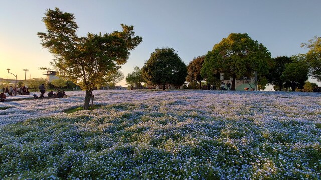 舎人公園のネモフィラの花畑。青い花が一面を埋め尽くしています（2023年4月9日撮影）