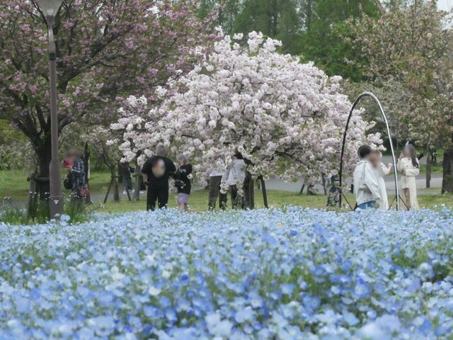 ネモフィラと桜が織りなすさまざまな風景を楽しめます（2024年4月18日撮影）