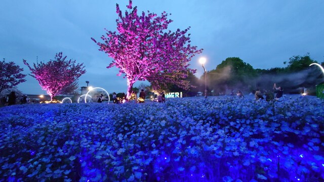 「花と光のムーブメント」として始まった舎人公園のネモフィラと桜のライトアップはまさに絶景です！（2024年4月18日撮影）