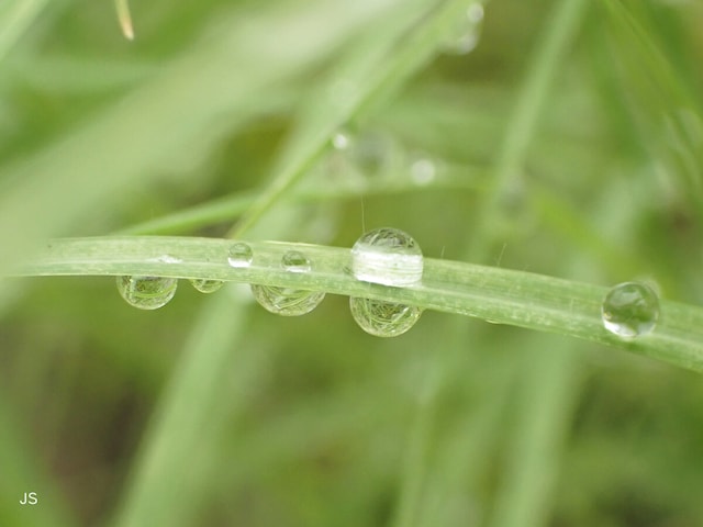 草に付いた水玉を被写体として撮影してみる。