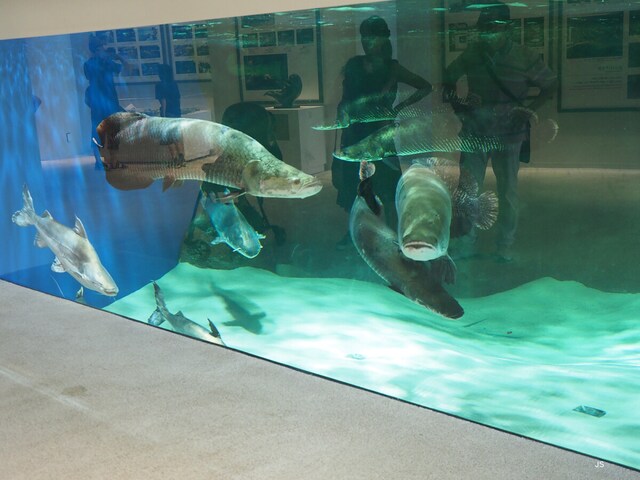 水槽の向かいにある物や光などが水槽に反射して写り込む。