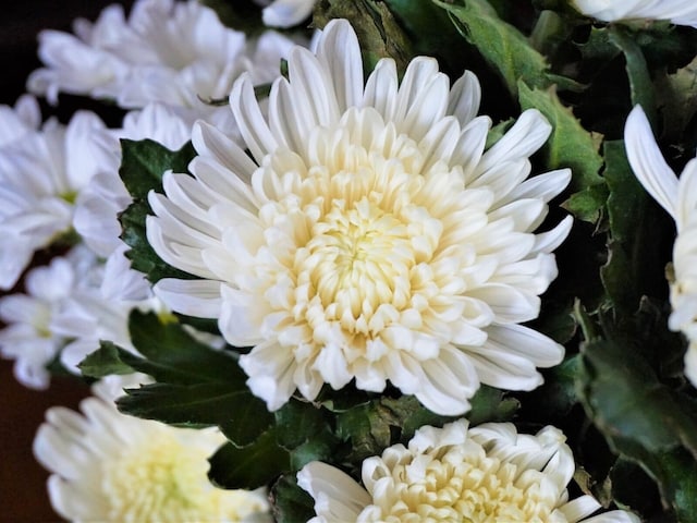 「仏花」としてのイメージが強い菊の花（画像：PIXTA）