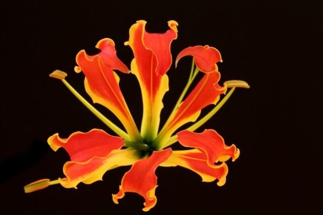 根がよく似ているグロリオサの花。とても華麗な花ですので、見たことがある人も多いのでは？