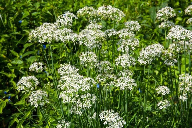 ニラの花。食べごろは過ぎていますが、きれいな花が咲きます。