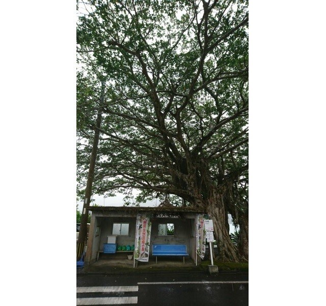 ガジュマルの木に守られているように見える田検のバス停(2021年10月撮影)