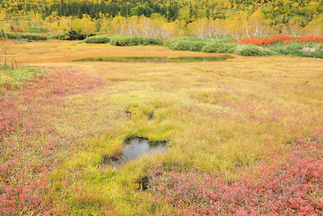 9月の湿原の草紅葉