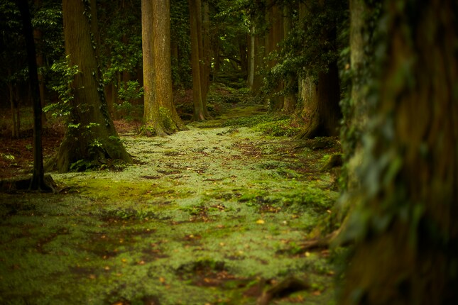 波治加麻神社の苔の参道