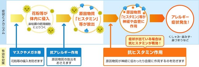 アレルギー性鼻炎の発症メカニズム