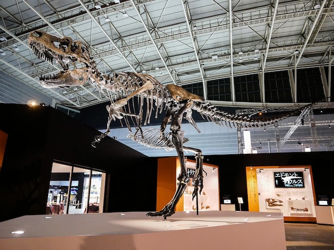 ゴルゴサウルスの骨格標本