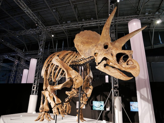 日本初上陸となるトリケラトプス「レイン」の実物全身骨格 ※ヒューストン自然科学博物館所蔵