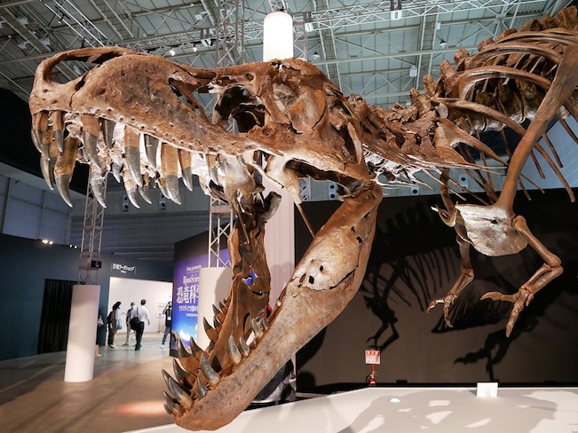 ティラノサウルス「STAN（スタン）」の復元全身骨格