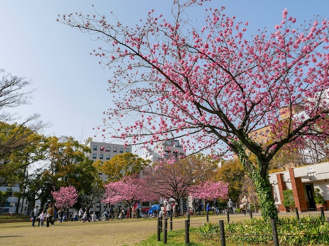 横浜公園の横浜緋桜（ヨコハマヒザクラ）（2022年3月25日撮影）