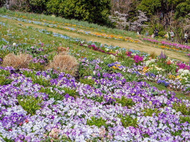 里山ガーデンの大花壇（2022年3月30日撮影）