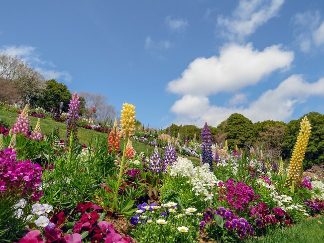 横浜市内産の花苗を会場内の9割に活用（2022年3月30日撮影）