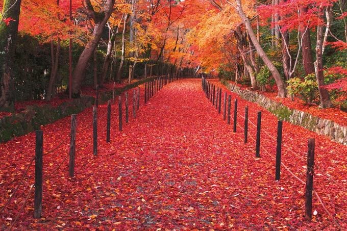 感動必至 この秋行きたい京都の紅葉おすすめスポット選 All About オールアバウト