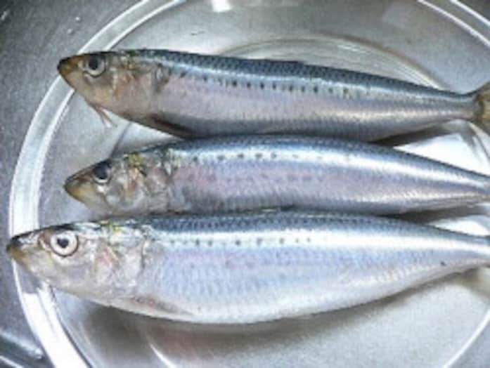 いわしの手開きのやり方とは……漁師直伝！
