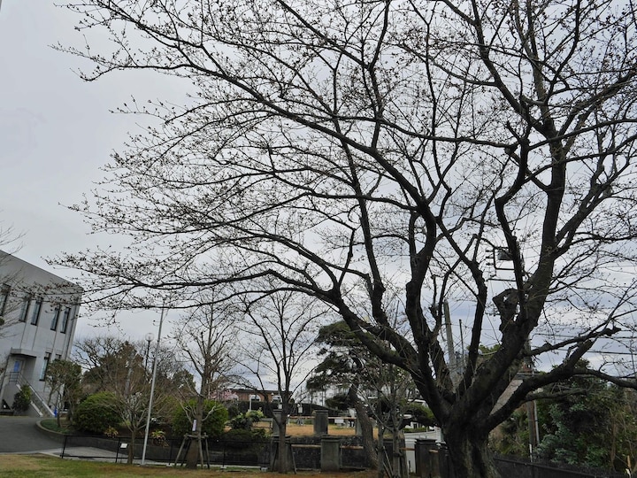 横浜の桜の標本木は横浜地方気象台の敷地内にある（2018年3月19日撮影）