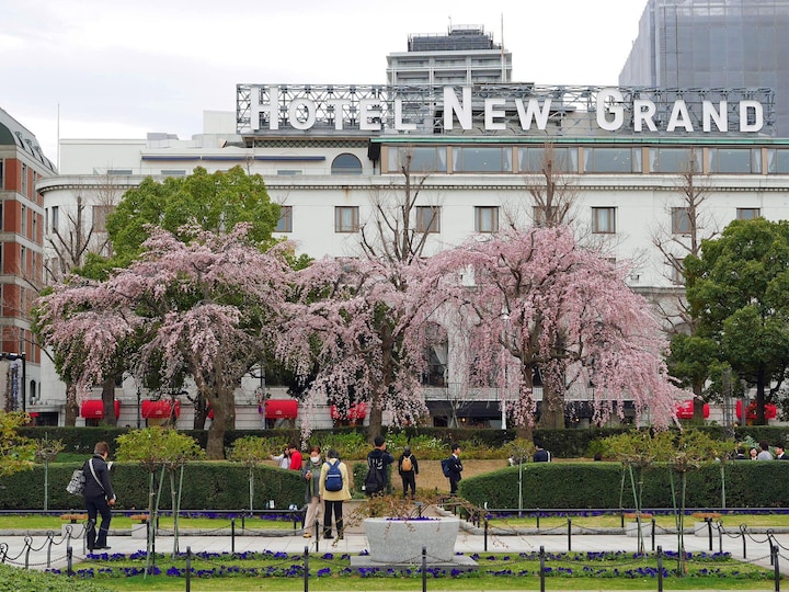 ソメイヨシノよりも1週間ほど早く見ごろを迎える山下公園の枝垂れ桜の様子。すでに見ごろを迎えていた（2018年3月19日撮影）