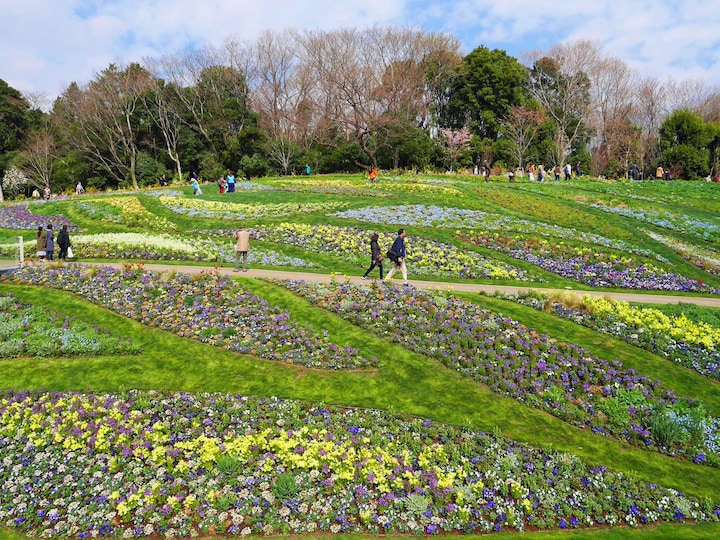 横浜市内最大級となる約1万平方メートルの大花壇。テーマは「花霞（はなかすみ）の丘」で、約100品種、30万本もの春らしいパステルカラーの花々が楽しめる。横浜市内産のパンジーやビオラも（2018年3月24日撮影）
