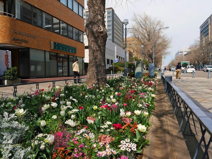 日本大通りの様子。新たな花の名所として約3万7千個の球根が植えられた（2018年3月26日撮影）