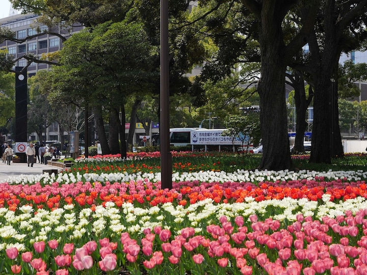横浜公園の様子。4月に入ると約16万本のチューリップが咲きそろう（2018年3月26日撮影）