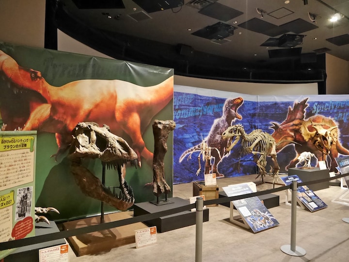 現在は『恐竜ハンターキャンプ』が開催（5月27日まで）。ユタラプトルの全身骨格（中央）などを展示（2018年3月23日撮影）