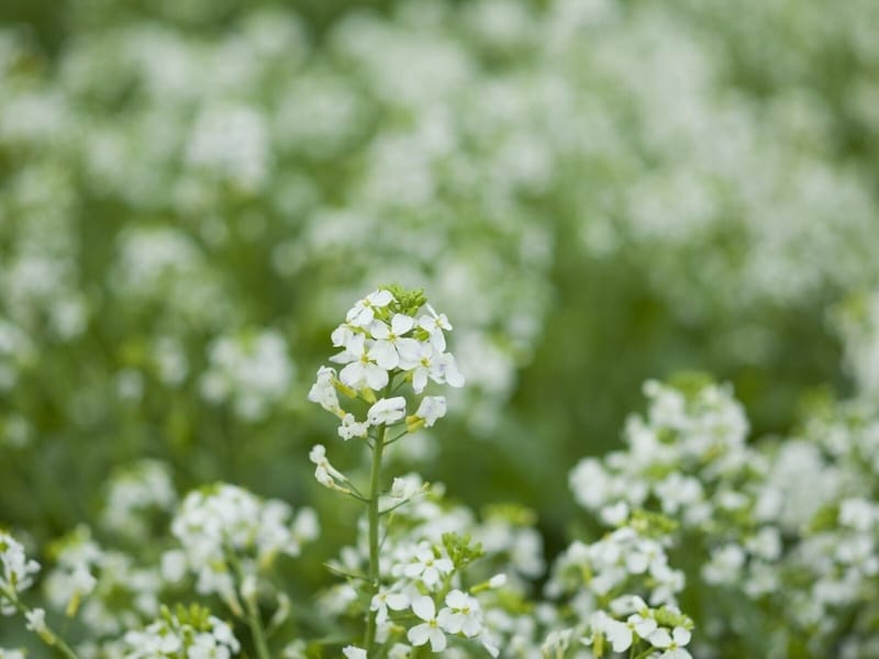 白い菜の花の正体は？黄色との違いや大根・白菜も「菜の花」と呼ぶ理由