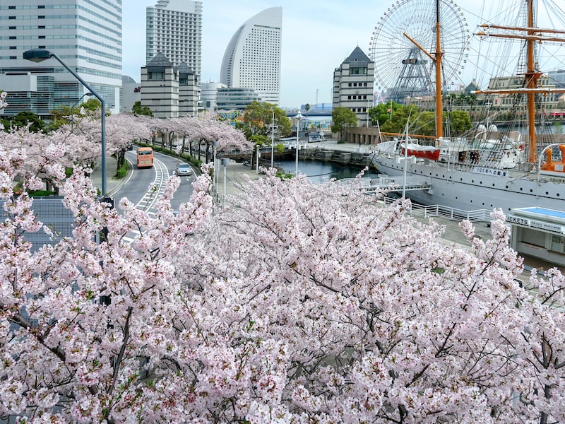 横浜お花見スポット! 桜名所おすすめ19選【2021年最新】