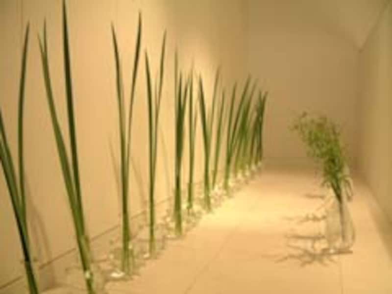 DANIEL OST in JAPAN 時空を超えた花の建築家