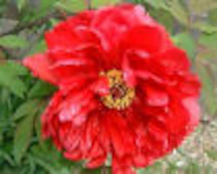 牡丹と薔薇 牡丹と薔薇 DVD BOX 下 | ポニーキャニオン