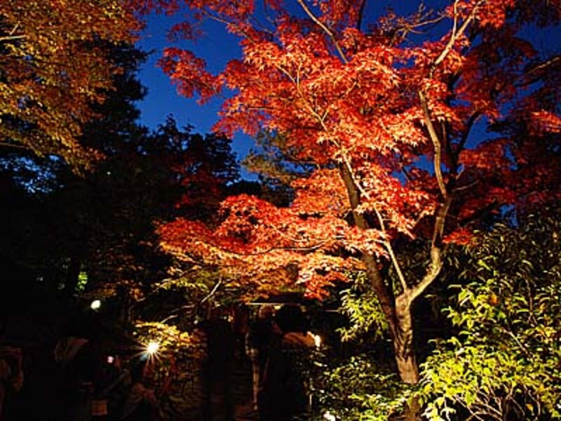 名古屋のおすすめ紅葉ライトアップ情報【2017年版】