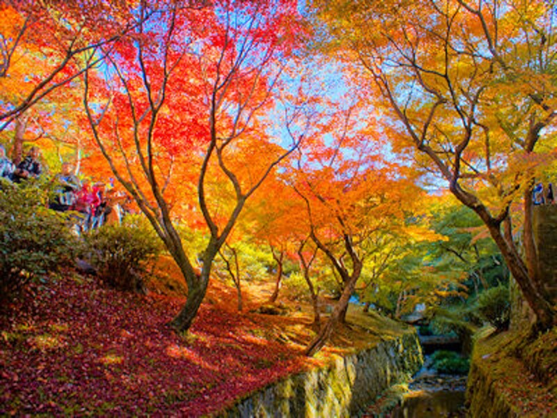 京都の紅葉名所2017 ランキングBEST5とおすすめ温泉