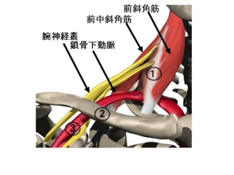 医療用胸郭出口症候群治療ベルト - メルカリ