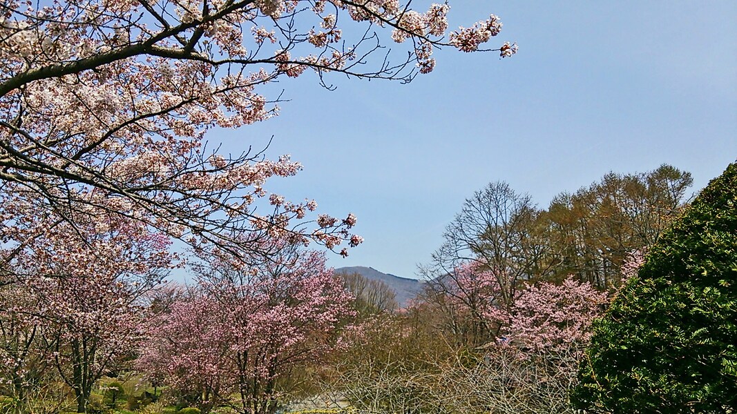 北海道の桜の名所7選!お花見で行きたいスポット【2019】