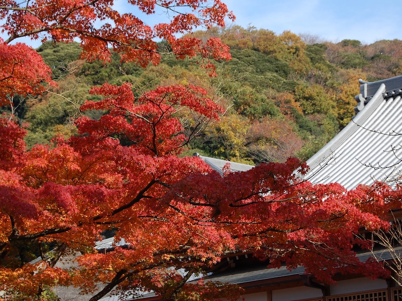 桜と紅葉も!鎌倉五山めぐりは、「鎌倉らしさ」を味わえる散歩道