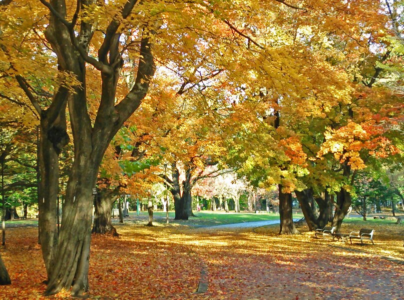 地下鉄で行く!秋の札幌・街中紅葉スポットベスト4