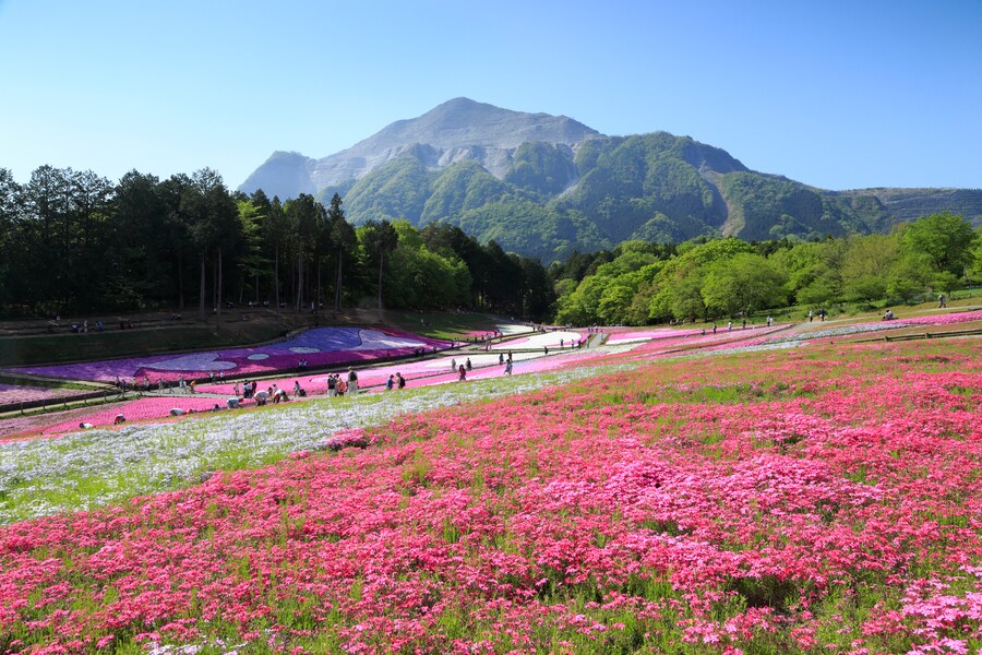 ピンク色の絨毯!秩父・羊山公園の芝桜2018年の見頃