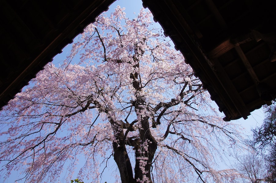 川越の桜名所5選!小江戸で楽しむお花見スポット2018