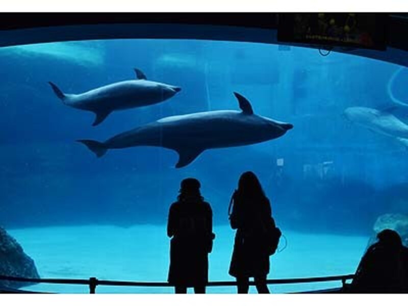 名古屋港水族館の鑑賞のツボ!お得なチケット購入術も