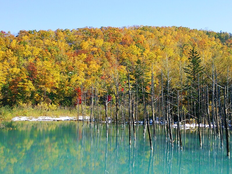 美瑛の紅葉で癒される!絶景・秋の青い池とブルーリバー