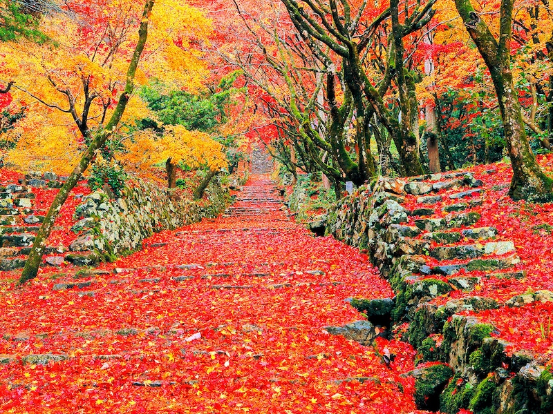 関西から九州まで!西日本のおすすめ紅葉名所10選