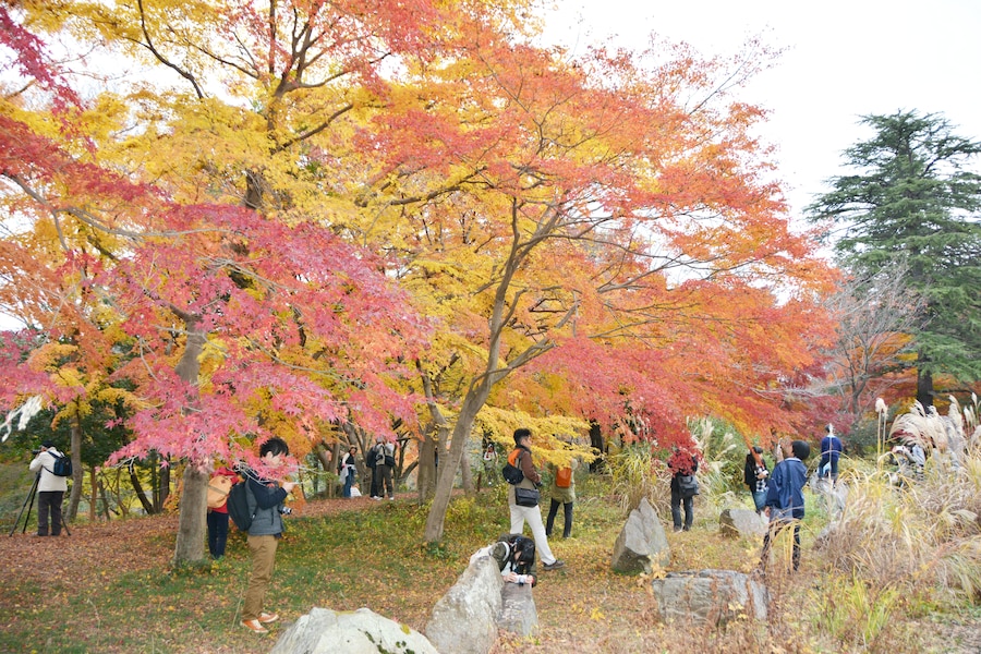 埼玉の紅葉名所・嵐山渓谷 秋色グラデーションを堪能