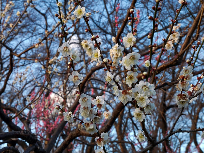 横浜で梅のお花見が楽しめる名所・公園・梅まつり2021
