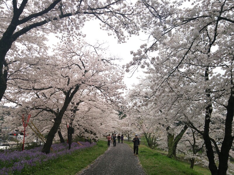 斐伊川堤防桜並木 日本神話の故郷を彩る美しい桜
