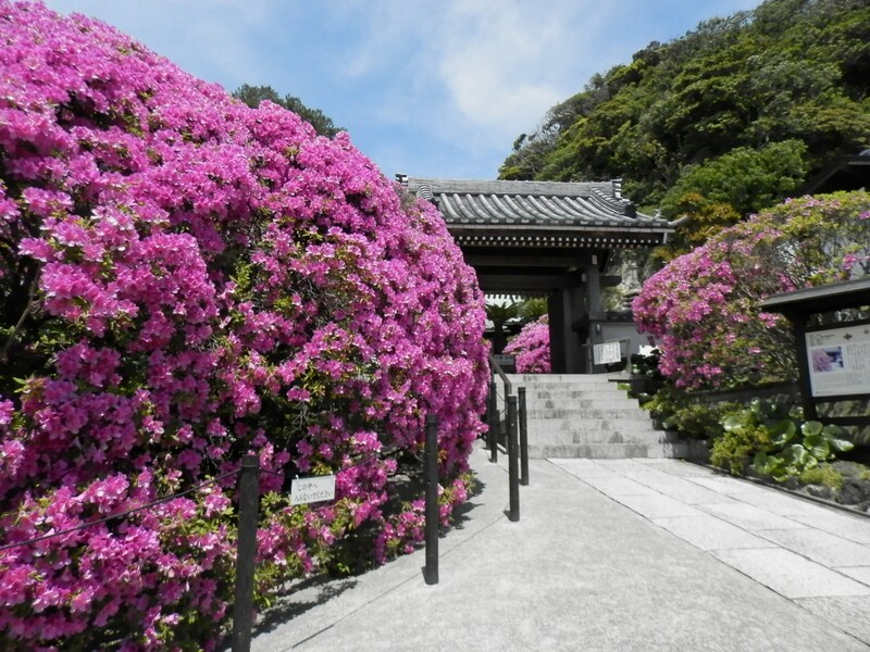 春の鎌倉で花めぐり ツツジやフジを楽しむ散歩コース