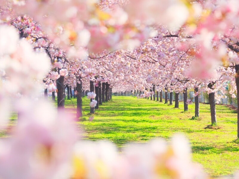 【時候の挨拶】4月上旬・中旬・下旬の季節の挨拶と結び文、ビジネスやカジュアルに対応
