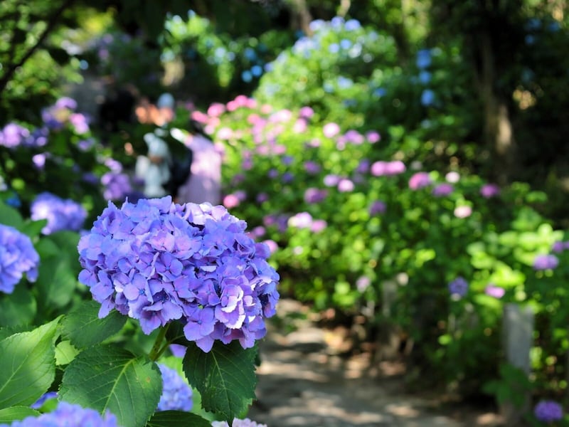 Q. 紫陽花が「怖い花」って本当ですか？ 日本人が大好きな6月の花の意外な一面【和文化研究家が解説】