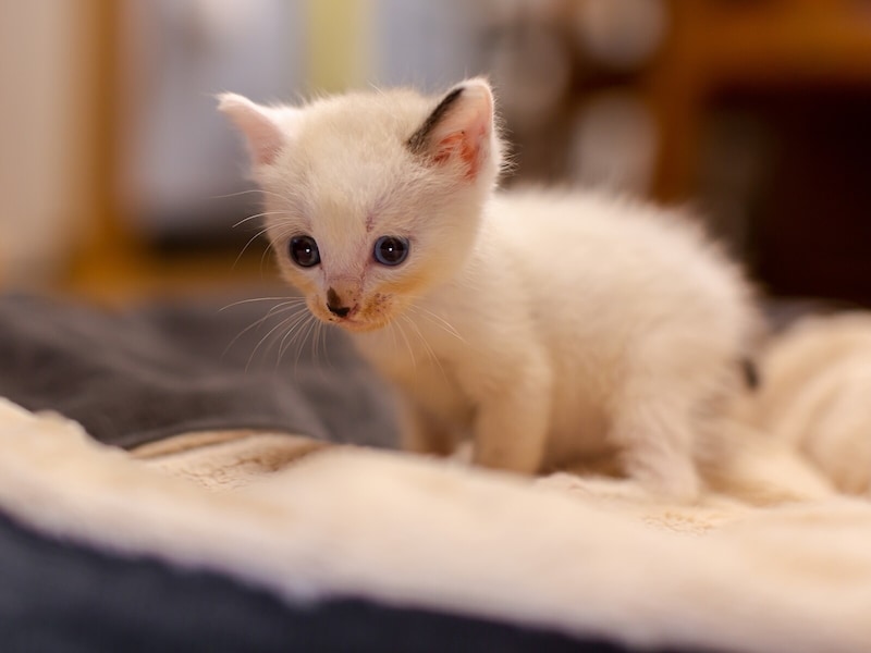 「人でなし！」拾った子猫を「捨てろ」と言った夫に妻激怒。子どもたち大号泣の修羅場に