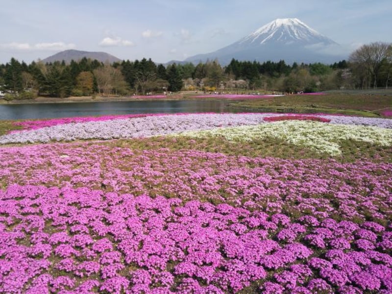 雄大な富士山を眺める絶景スポットおすすめ10選(静岡・神奈川・山梨)