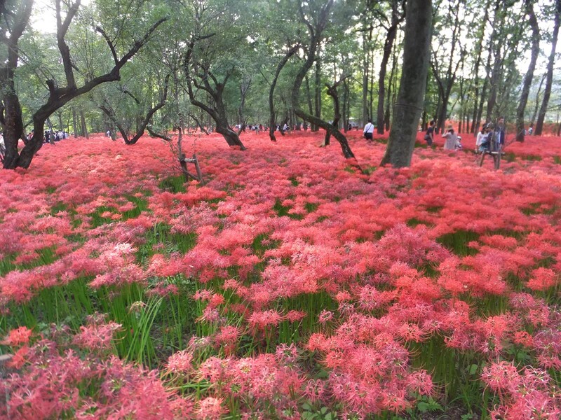 巾着田の曼珠沙華・コスモスの開花見頃やアクセス2018